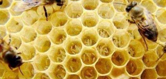 蜜蜂 工蜂产卵还有用吗？怎么处理？
