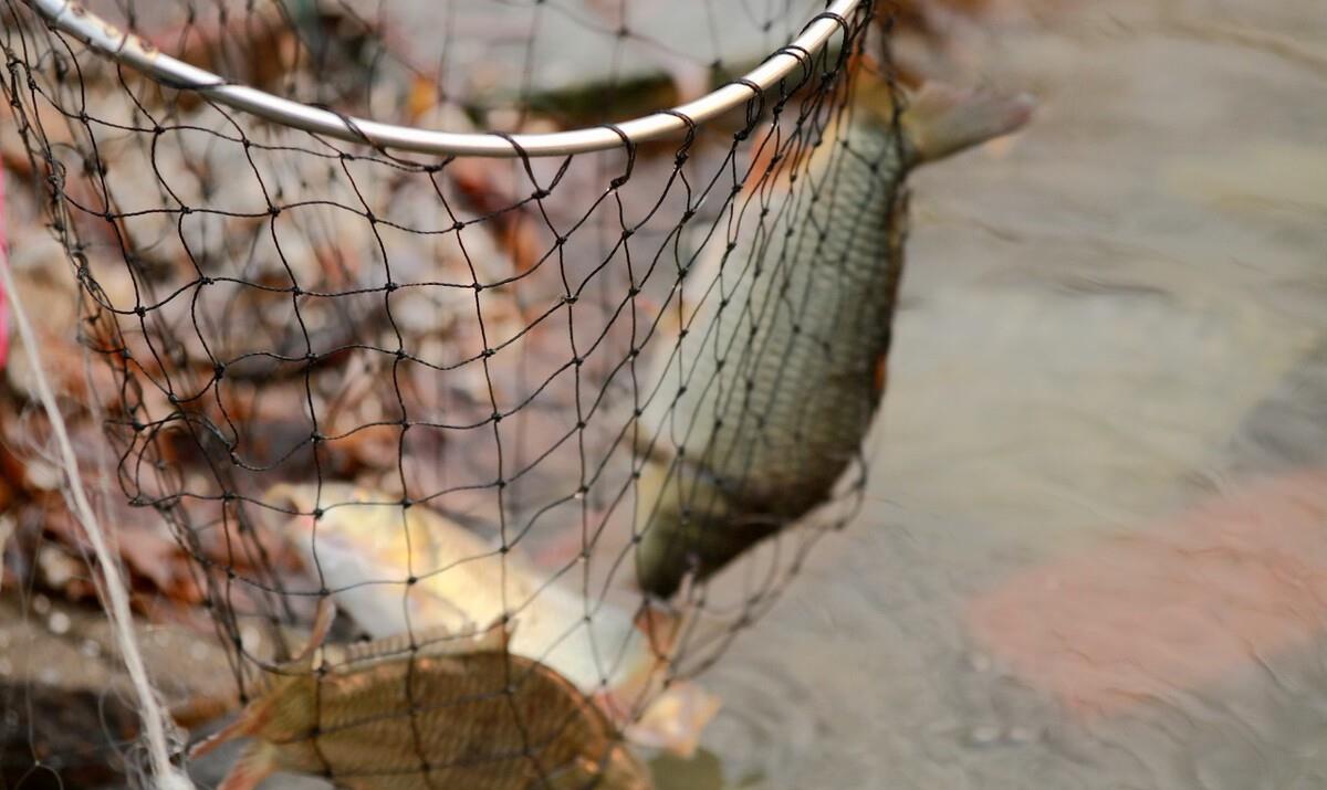 |挖蚯蚓还能理解！可挖鱼你能相信吗？山东一钓友在泥土里挖到了鱼