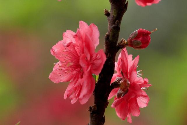 属兔|2021年贵人一路相伴，职场翻身，财运兴旺，不再坎坷的3属相