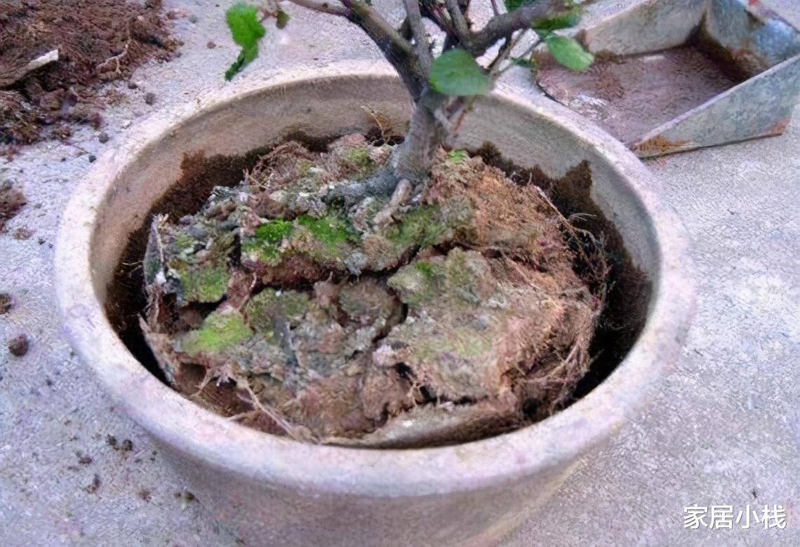 家居小栈|养花牛人总结：不干不浇浇则浇透，其实蕴含3条浇花禁忌