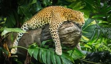 舜网 世界绝版的睡姿,科学家无法解释,一个个堪称睡神,第一张很销魂!