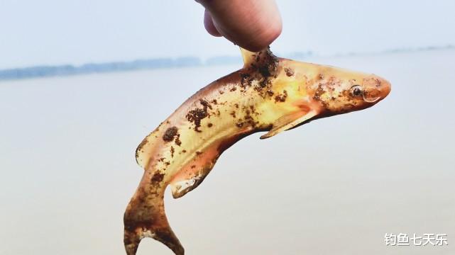 米饭|黄河下游“钓鱼季”来临！钓友苦等3个月，黄辣丁终于开口觅食了