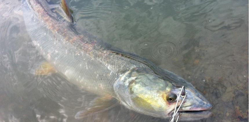 1.4米长70斤重，广东一男子野钓实现大鱼梦！网友：还穿上丝袜了