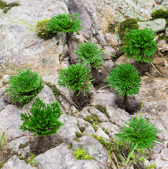 患病 传说中的“九死还魂草”，缺水时枯萎，有水就能复活