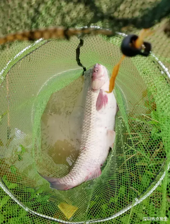 河内|深圳男子钓30斤大青鱼，力气太大拉了大半天，可以吹半年牛了！