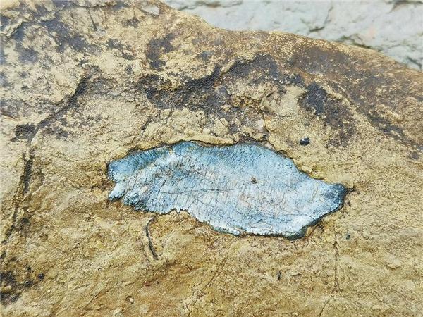 马龙张安屯:斑斓大地下藏着“古鱼王国”