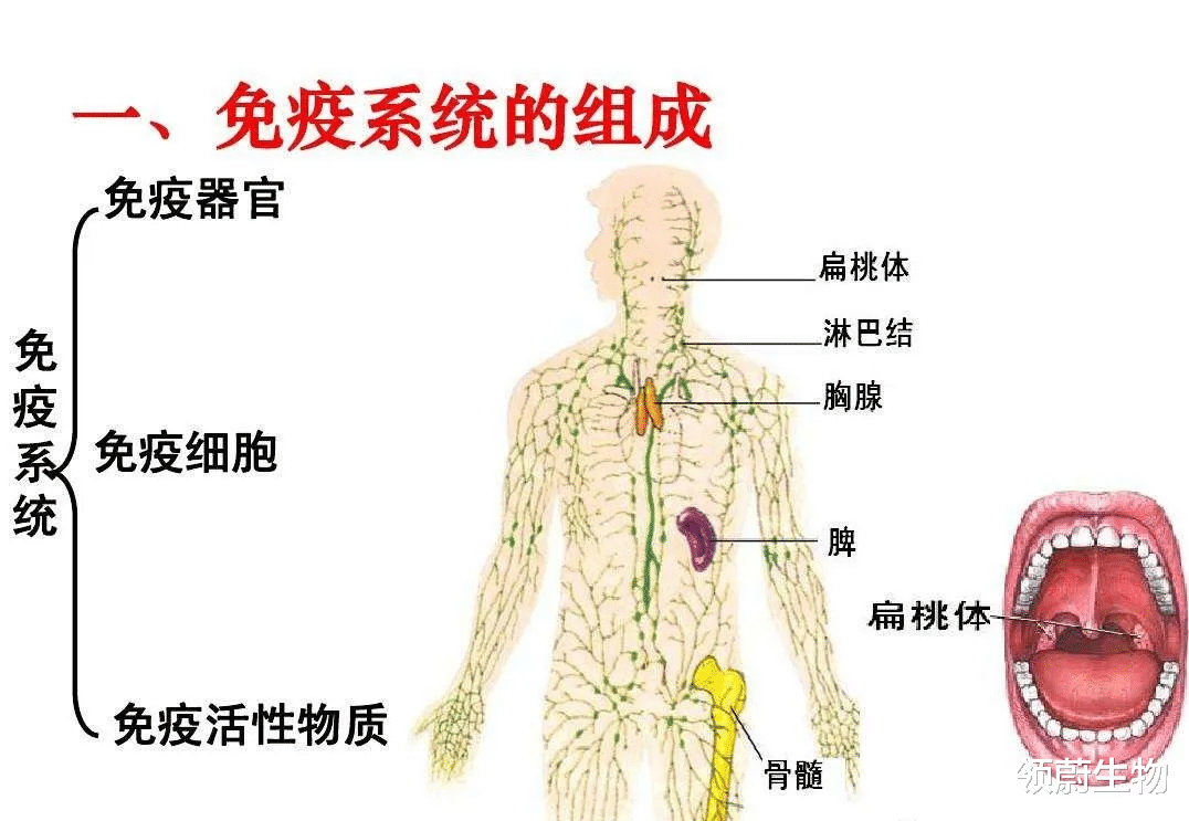 免疫细胞|为什么免疫细胞被称为是人体“最好的医生”？它强你就强!