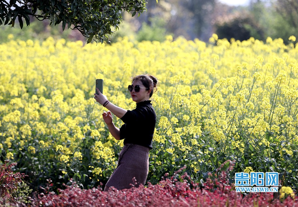 贵阳网 贵州安顺:美丽乡村小河湾 春暖花开引客来