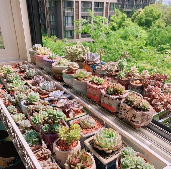 向阳园艺 路边的多肉真便宜，1块钱1盆，不要买！买上一堆还不如买1棵