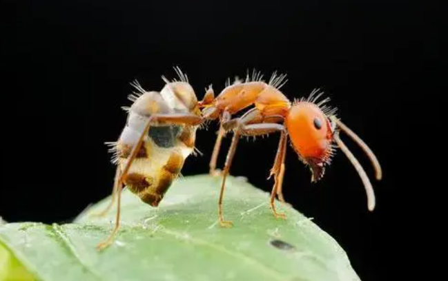 蚂蚁感知不到球是圆的,它是二维动物吗,蚂蚁看到的人类是怎样的