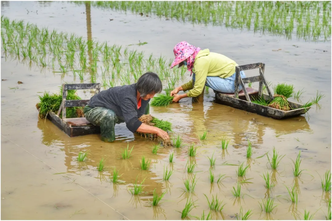 寻找侨乡的味道 能坐着插秧的“小船”，你见过吗？
