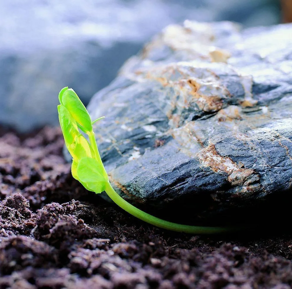 重庆 洪崖洞out了！重庆最诱人的7个踏青地，原来藏在……