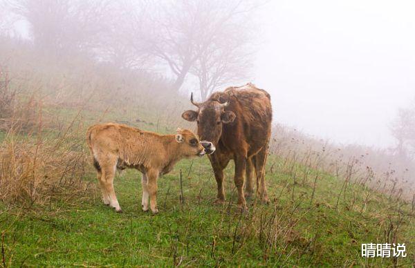 晴晴说|生肖牛，对生活的热情极其深厚，从小透着聪明劲！