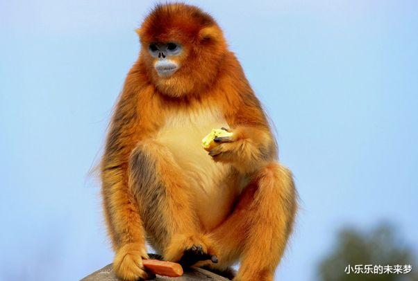 小乐乐的未来梦|猴猴猴:到了下半年,属猴人将会获得很大的财富,赚得盆满钵盈