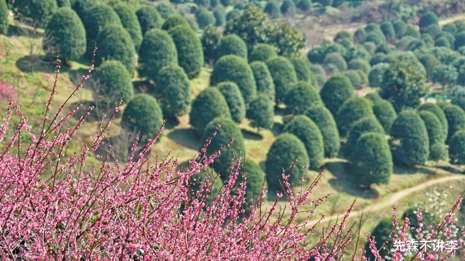 先森不讲李 春节宁波两大赏梅胜地，月湖公园和奉化新建村，你更喜欢哪里呢？