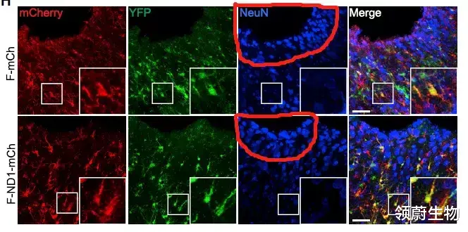 简洁如照片 独家专访:陈功教授解读胶质细胞向神经元转分化的研究争议