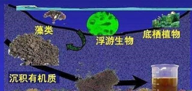 设计师|来自大海的哀曲：渤海二号石油钻井平台沉没，背后有何悲惨真相？