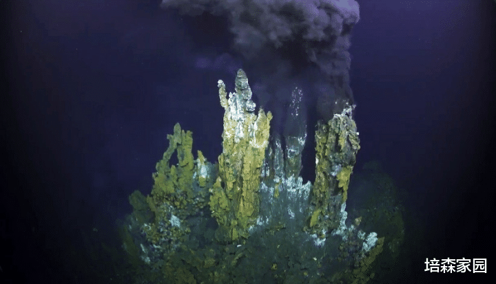 深海生物 深海生物为何能够承受巨大的压力而存活?