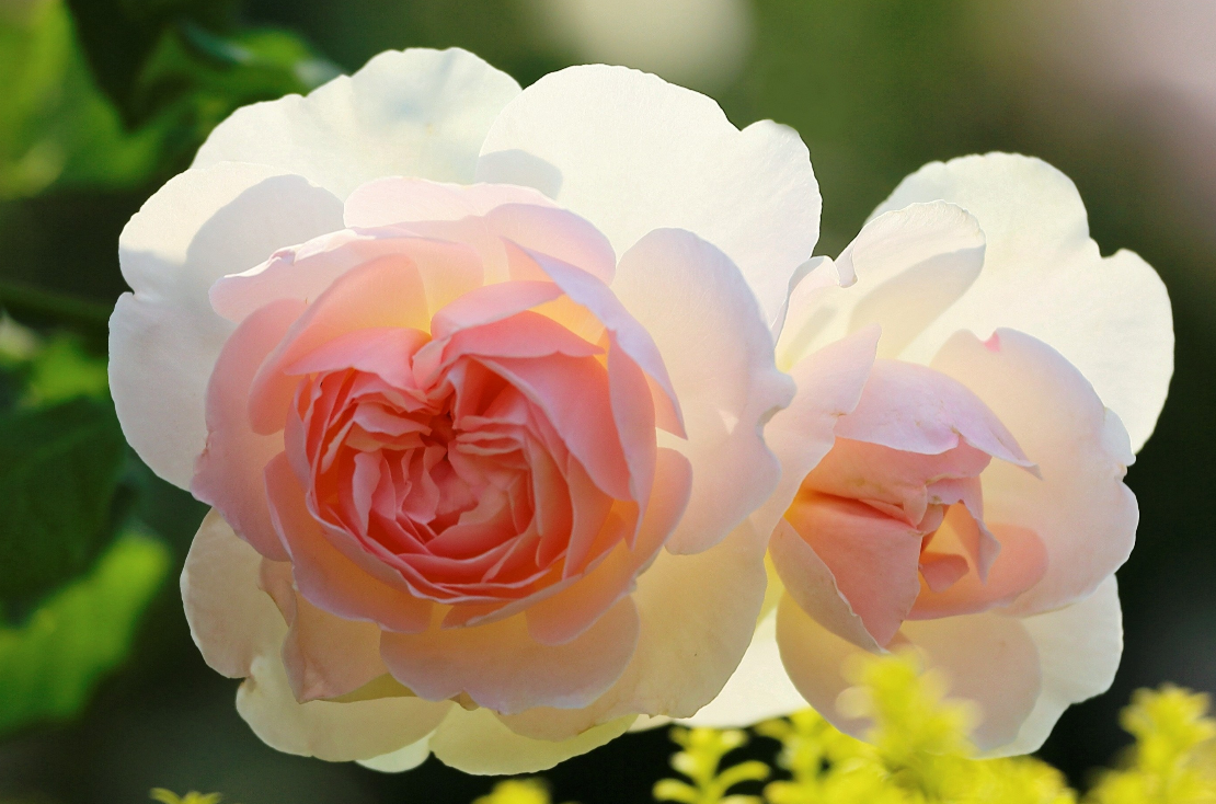 生肖|5月底，苦尽甘来，好运缠身，3生肖职场站稳脚跟，数钱数到手到软