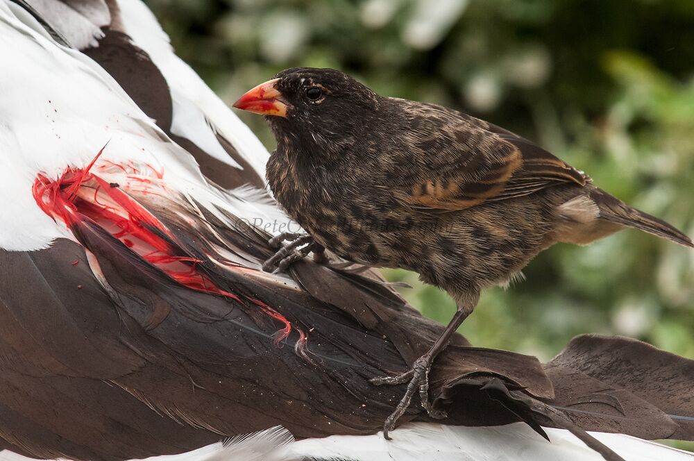 蝙蝠 世界十大吸血生物，你不知道的动物真面目！