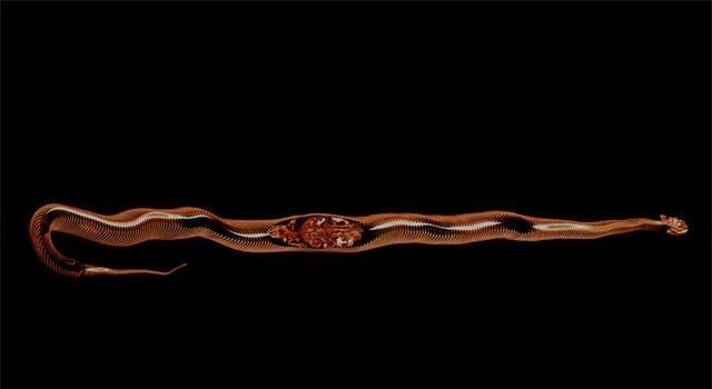 蟒蛇 蛇的嘴巴能吞下比自己大几倍的猎物，尺寸超出想象