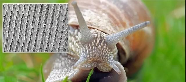9个冷知识:生物老师不告诉你,但却真实存在的大自然奇妙知识!