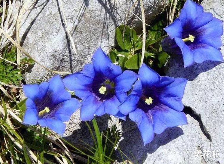 养花啦 若去野外爬山,见到此植物,别犹豫,摘下来带回家