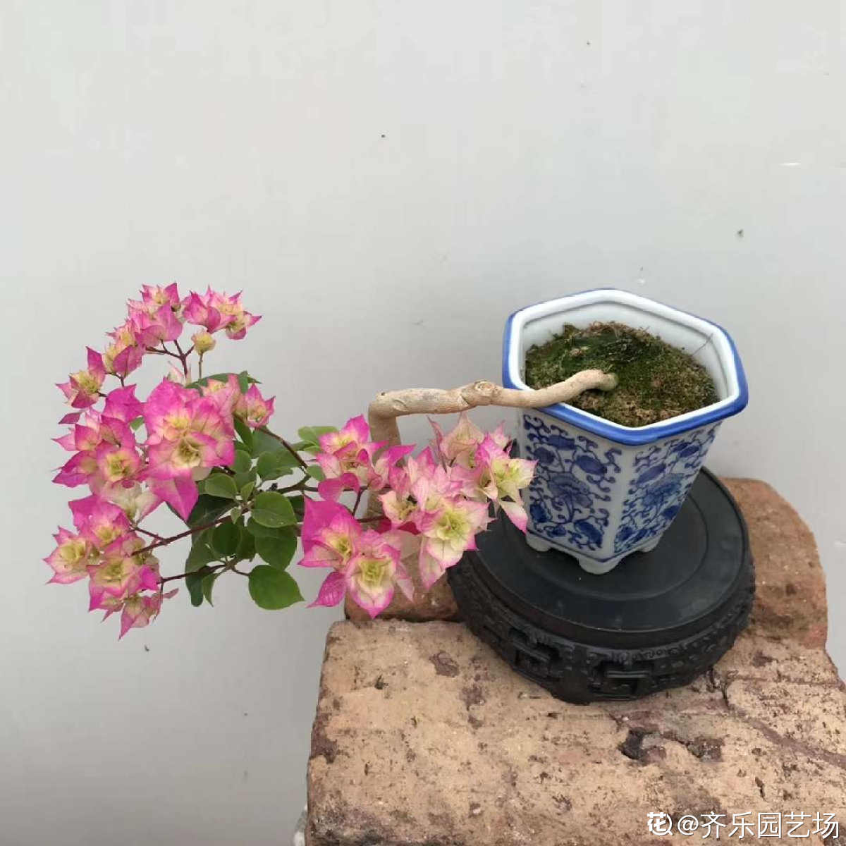 花百科 6个三角梅勤花品种,养好1棵就能开爆,一开花就成“摇钱树”