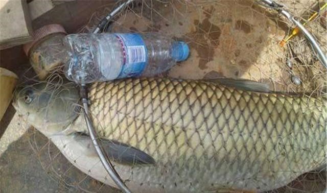 |这东西4元1斤，专攻野生大草鱼，爱钓鱼的你别错过