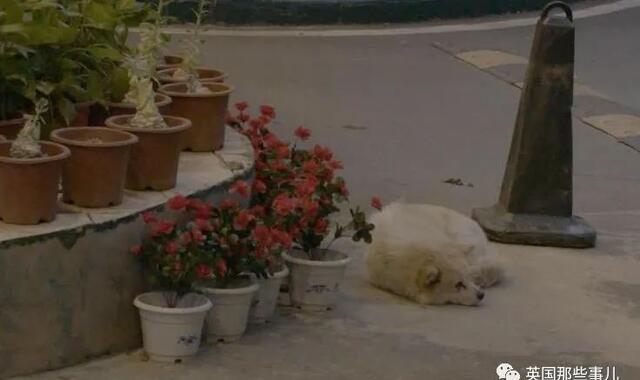 东丞侃天下 好想你，在武汉封城期间陪伴了我2个月……现在，你在哪？