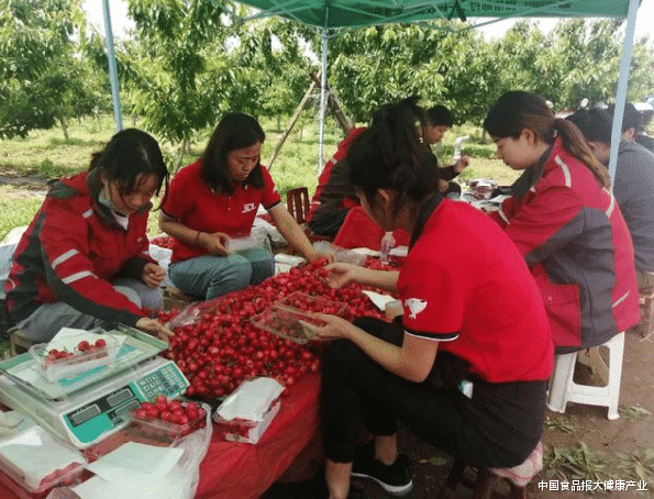 中国食品报大健康产业 陕西省西安市安村镇：小樱桃借助电商平台飞向全国