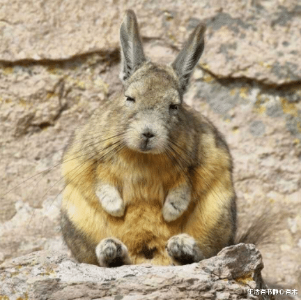 生活有书静心有术|涨知识,每日一点冷知识,奇怪的知识又增加了