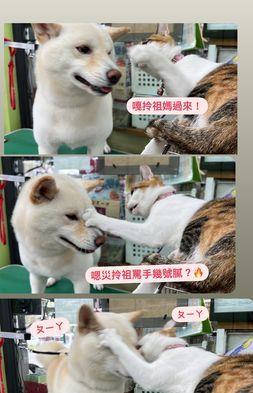 短发 大胆！竟敢吃本喵豆腐？