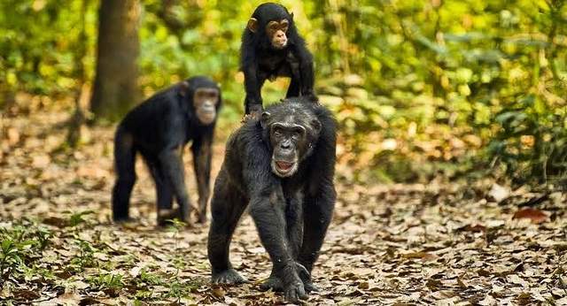 动物志|天生残疾的黑猩猩,被同伴照顾得很好,短暂的一生死而无憾