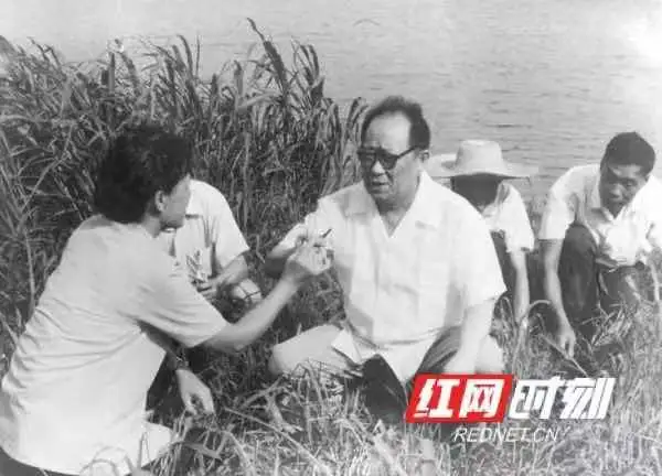 芒果都市 今天!向他们致敬!