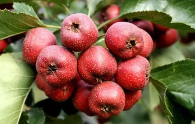 铠甲护士|“甘油三酯大户”或已公布，50岁以后，这几种食物或要少碰