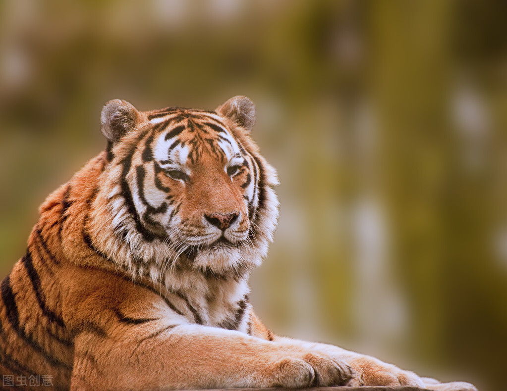 老虎|人类当年放养到非洲的两只华南虎，如今怎么样了？