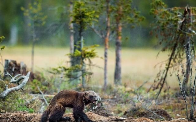  灭绝物种“金刚狼”消失100年后再现身，这是好事？还是环境预兆