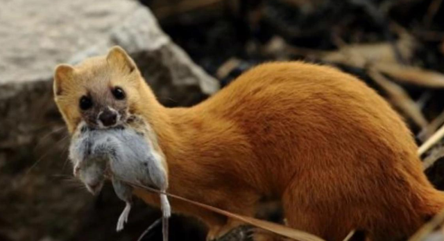 缘来妈咪|为何古人常言黄鼠狼不可杀？科学研究表明，并非迷信