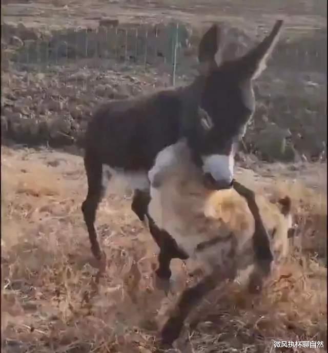 微风执杯聊自然|稀奇！为黔驴技穷正名，一头毛驴大战鬣狗，打得大猫毫无招架之力