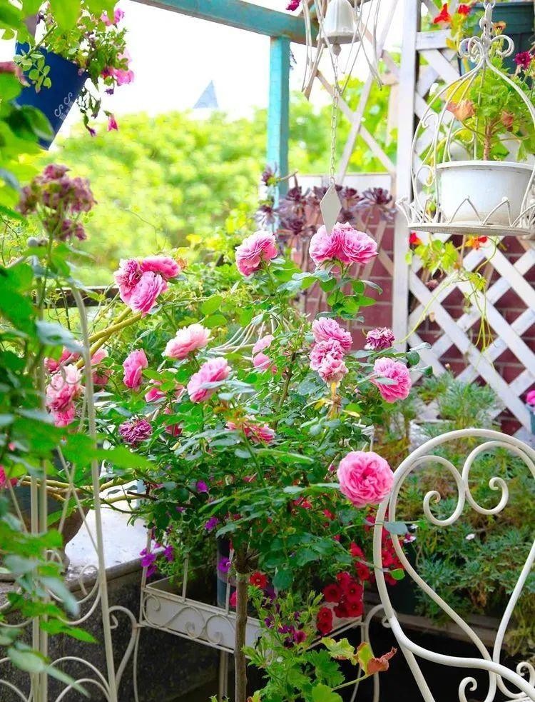 为了建花园，买了个带40㎡露台的顶楼房，入住四年如今美成了画