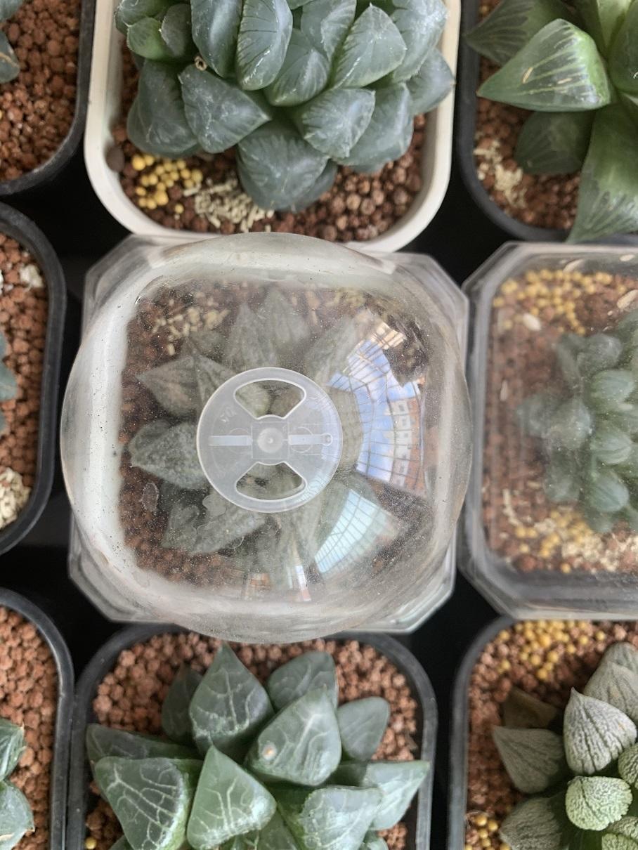 向阳园艺|多肉闷养？可以行吗？不建议尝试，愚蠢的做法，容易把多肉闷死