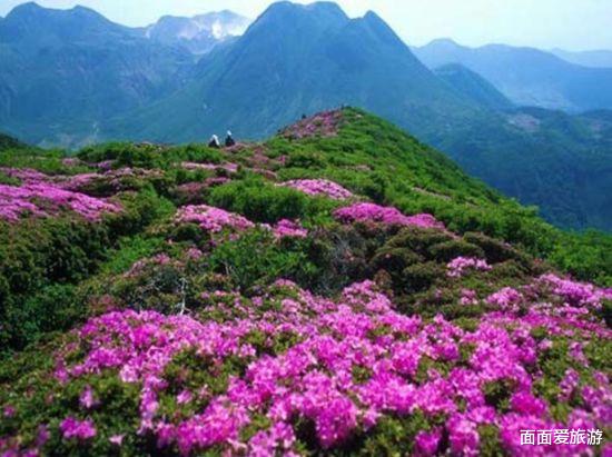 旅游消费|贵州杜鹃花景区走红，绵延百里满山留异香，你去过吗