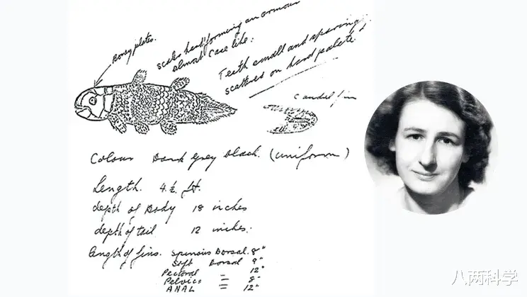 八两科学 8个鳍,躲进深海4.2亿年,这条鱼或是全陆生脊椎动物的祖先!