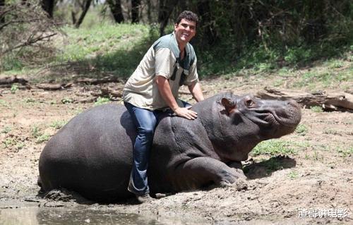 白尾鹿 河马发起疯来有多可怕?这是它厮杀鳄鱼的场景,完全不像食草动物