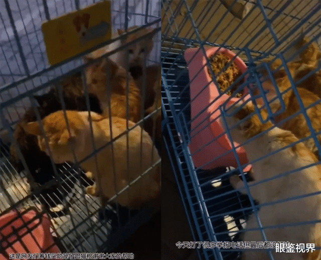 眼鉴视界 湖南永州一菜市场出售猫肉，每斤卖30多元，老板当场宰杀手段残忍
