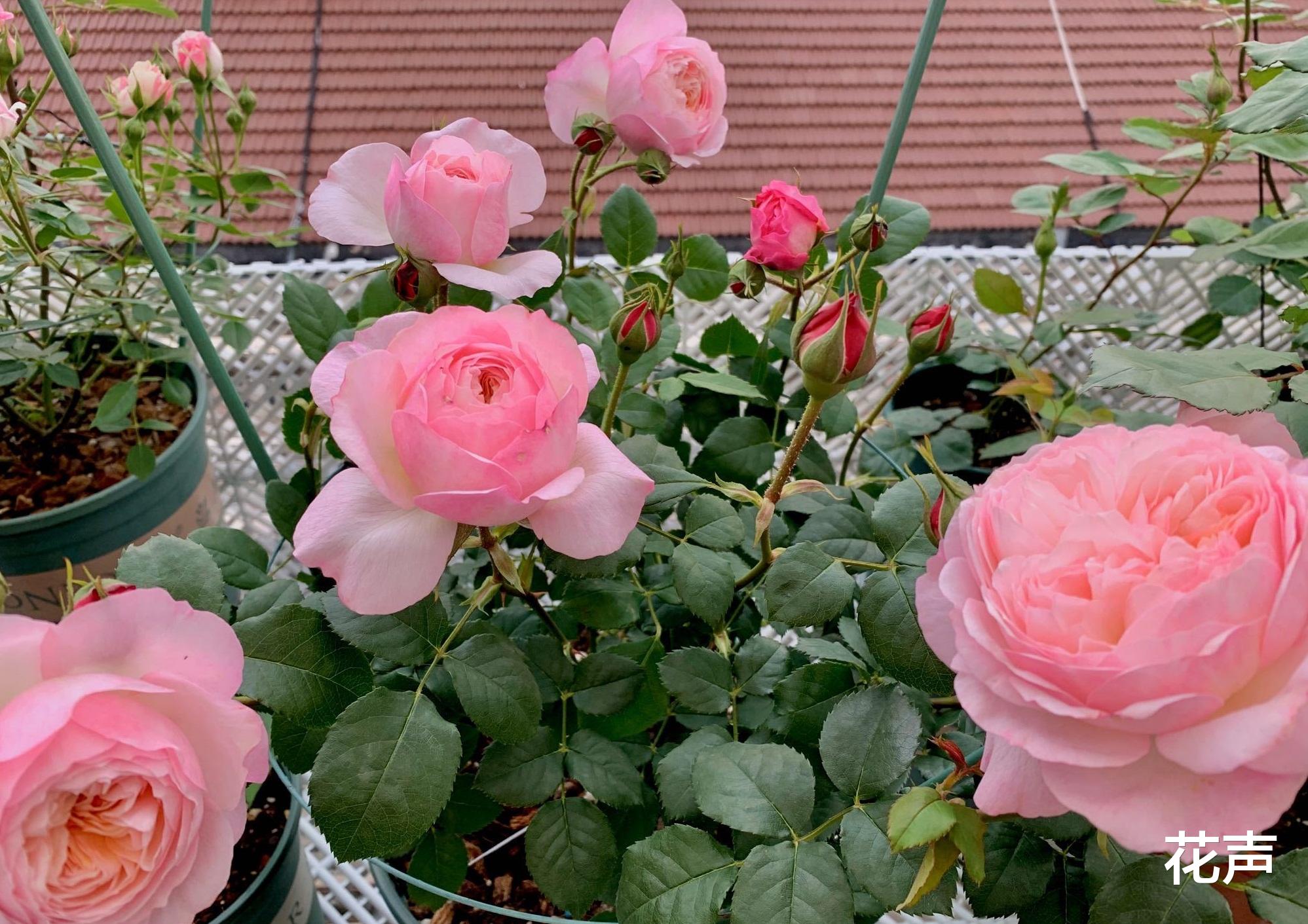 花声 月季花界的“仙女”—康斯坦茨，又美又仙，芬芳馥郁，阳台也能养