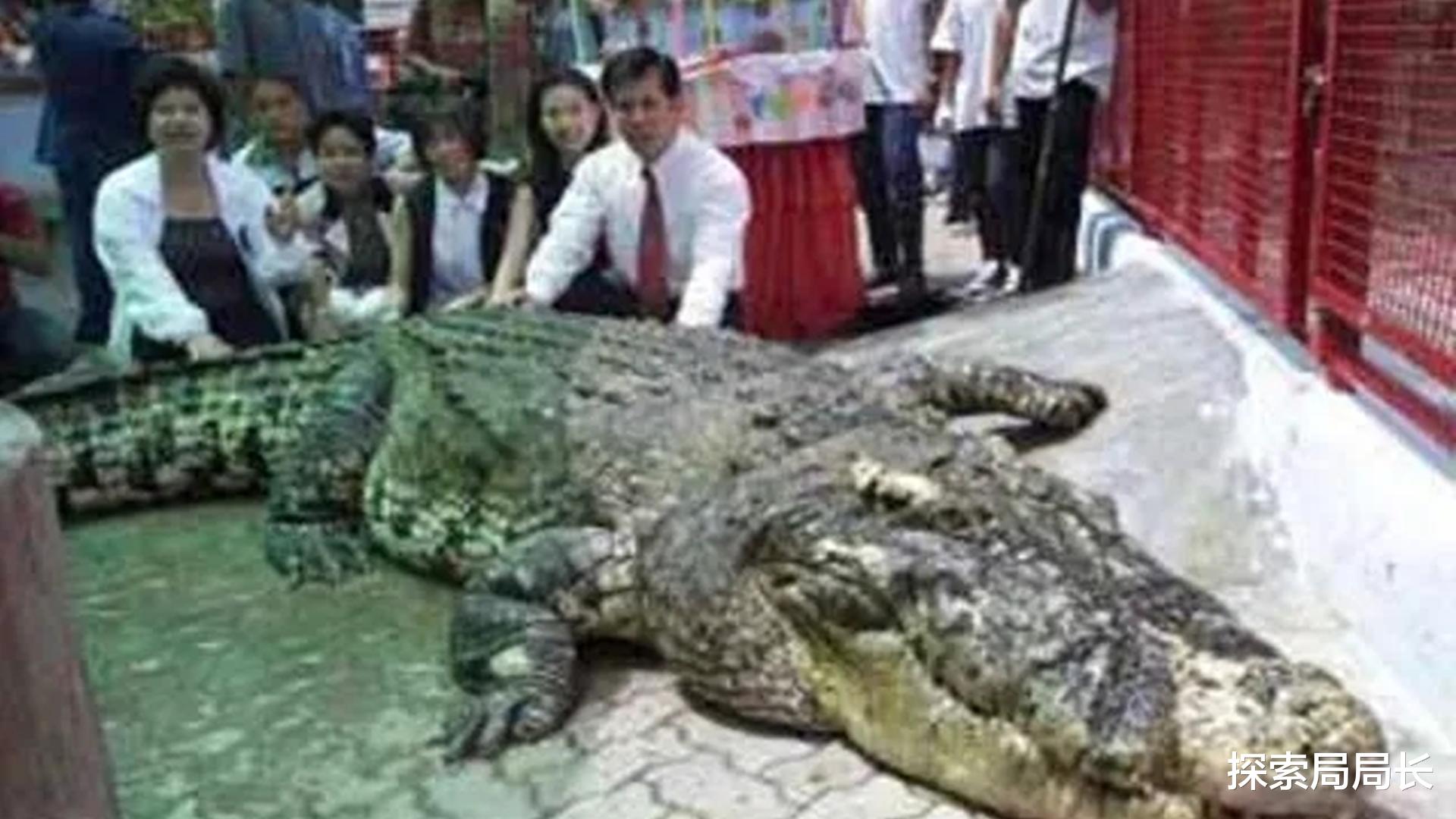 led灯 盘点史上最大的10头鳄鱼，洛龙重达1吨，东北虎在它面前不堪一击