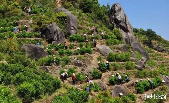 神州茶韵 乌龙茶分类大全，喜欢乌龙的入门必备基础知识