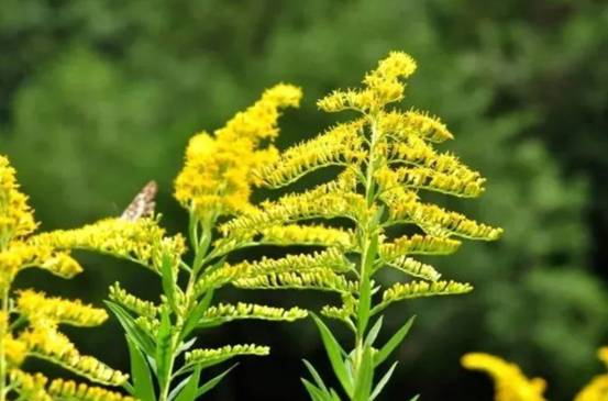 又见外来物种入侵！浙江出现“植物杀手”，外表迷人却危害极大
